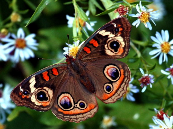 Бабочка в природе.jpg