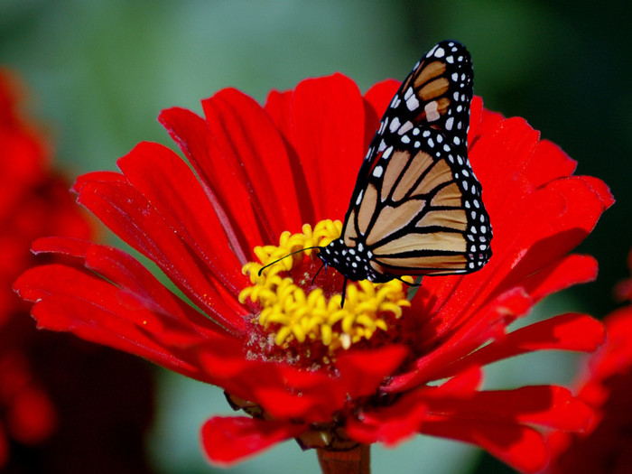58472693 1272660602 Animals Insects Butterfly on red flower 005541 .jpg