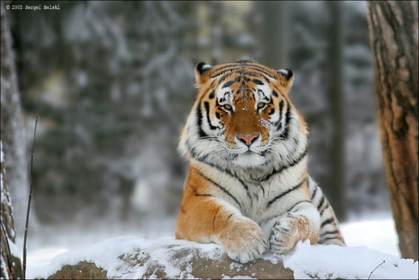 Amur tiger 600.jpg