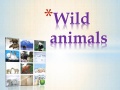 Wild animals.jpg